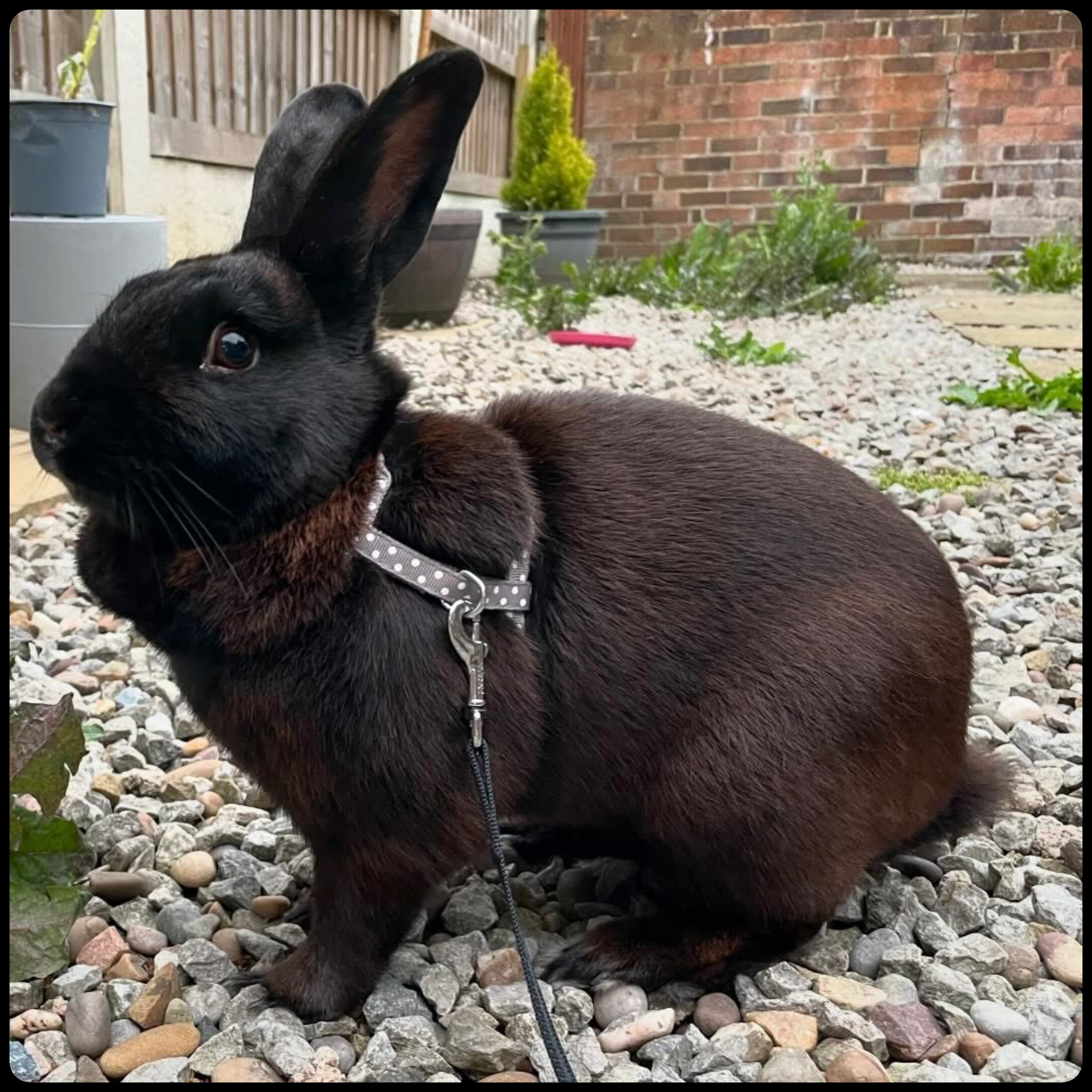 Bruce - Rabbit