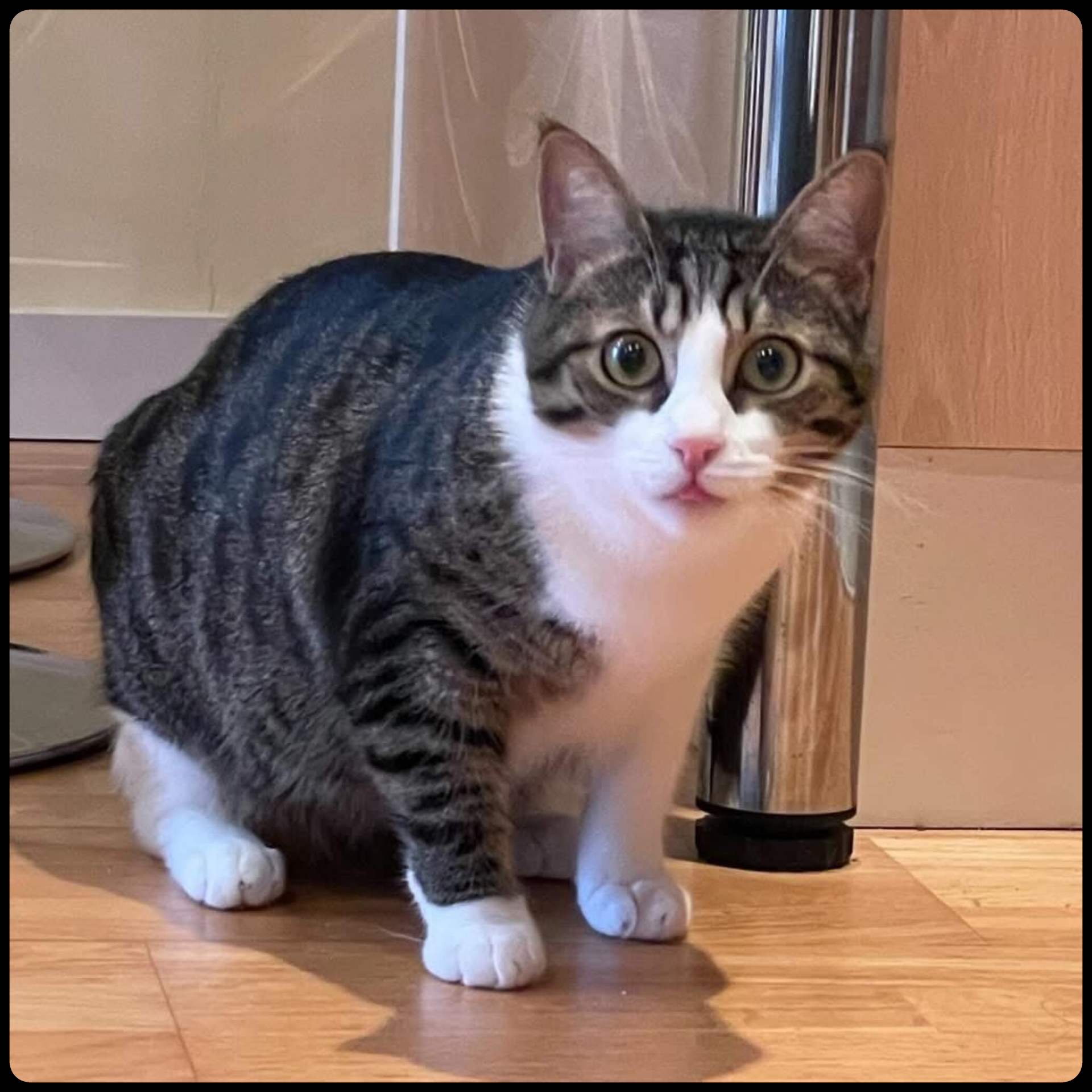 Cica - Domestic Short Hair Cat