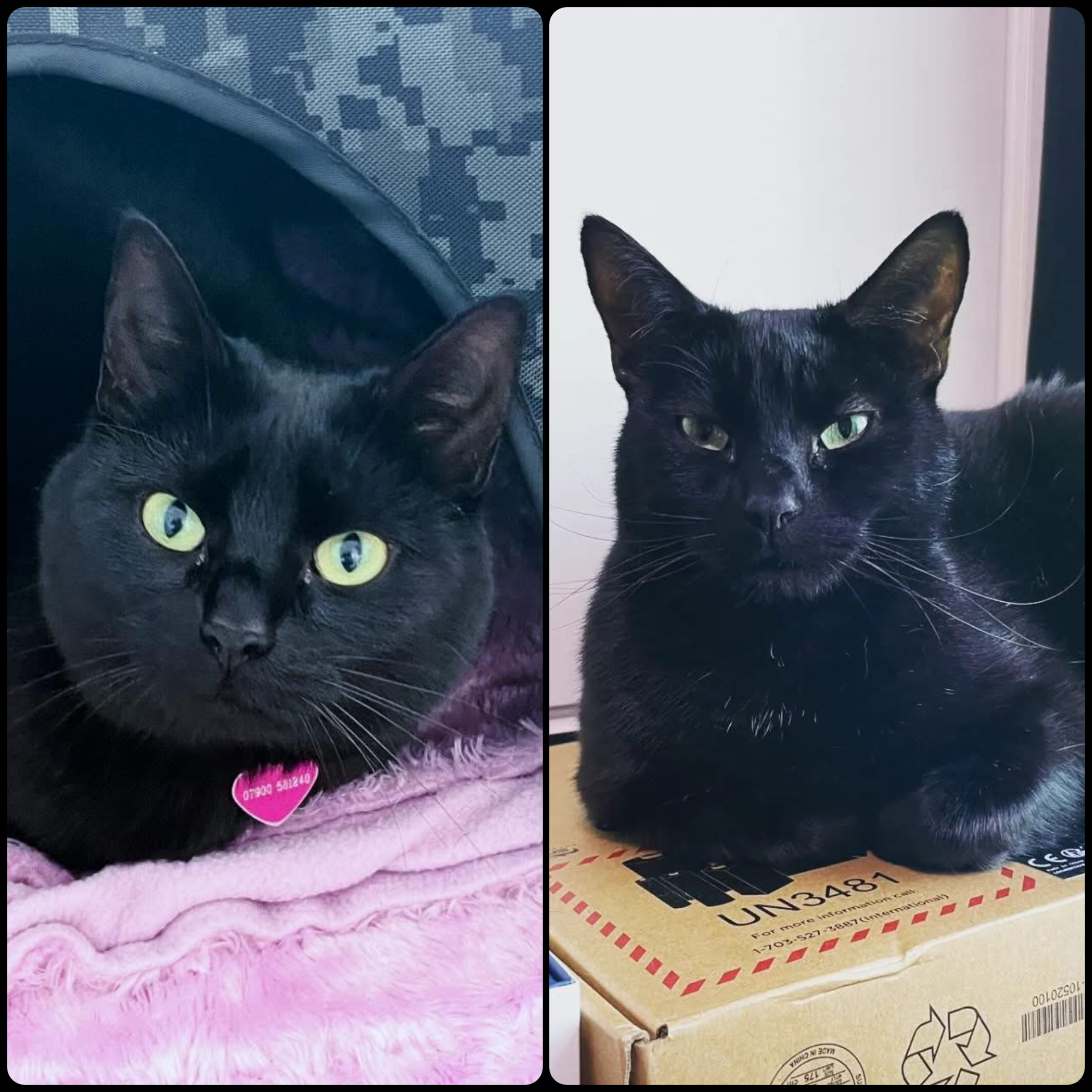 Gizmo and Marvin - Domestic Short Hair Cats